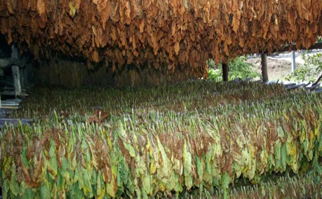 A serene, traditional air-curing barn nestled in a pastoral landscape.